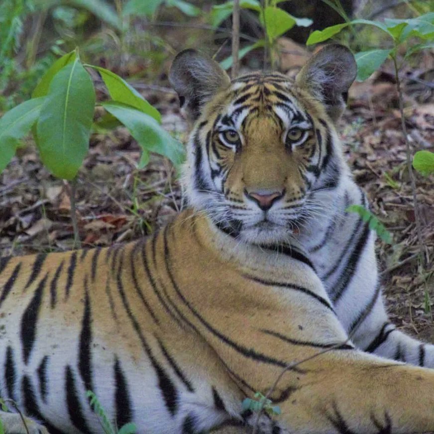PenchMP's tweet photo. A #Tigress from the last litter of famously known #Pathdev female, established it's territory in the Khawasa and Teliya buffer of #Pench Tiger Reserve.
#Tourists are having wonderful #sightings of her with her cubs in the buffer zone for past two days.
#buffermeinsafar #pench https://t.co/2Vek3qz1S2