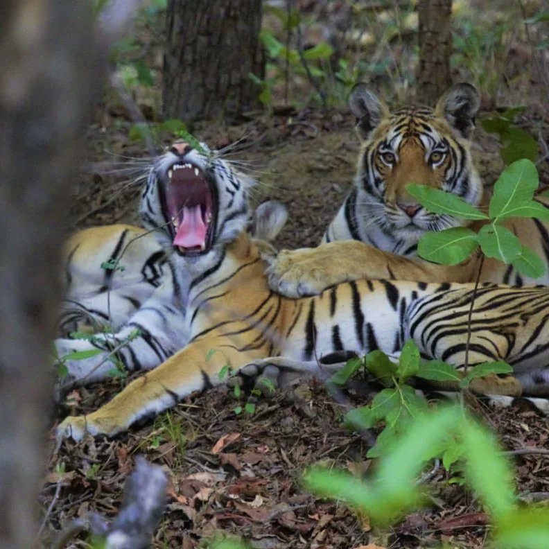 PenchMP's tweet photo. A #Tigress from the last litter of famously known #Pathdev female, established it's territory in the Khawasa and Teliya buffer of #Pench Tiger Reserve.
#Tourists are having wonderful #sightings of her with her cubs in the buffer zone for past two days.
#buffermeinsafar #pench https://t.co/2Vek3qz1S2