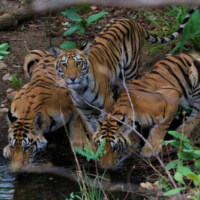 PenchMP's tweet photo. A #Tigress from the last litter of famously known #Pathdev female, established it's territory in the Khawasa and Teliya buffer of #Pench Tiger Reserve.
#Tourists are having wonderful #sightings of her with her cubs in the buffer zone for past two days.
#buffermeinsafar #pench https://t.co/2Vek3qz1S2
