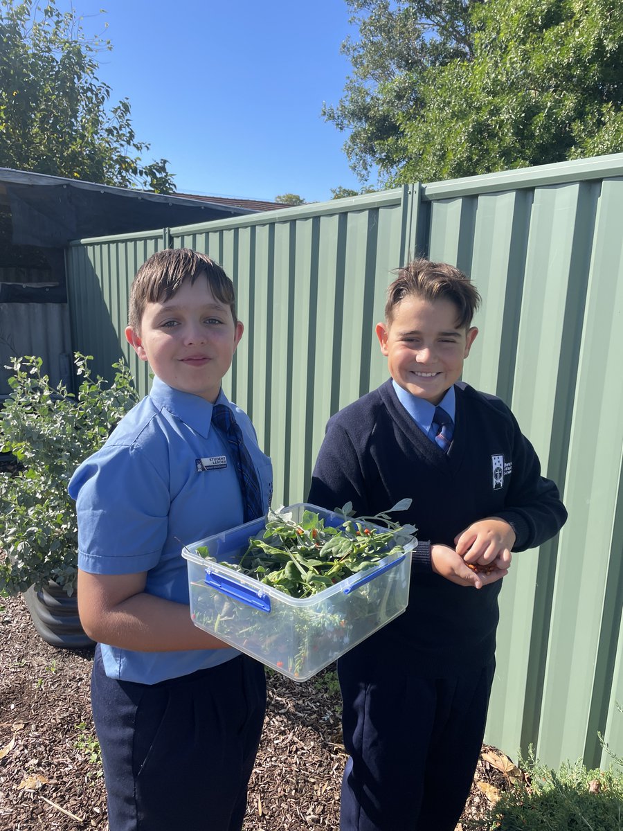 InfantJesus54's tweet photo. With the cooler weather of Makuru arriving, our Year Six students visited the bush garden to harvest some of the herbs and berries. They used these berries and herbs to make bush tucker scones. #ExpectGreatThings #ConnectionToCountry #ConnectedLearners https://t.co/TtAVnTMZ15
