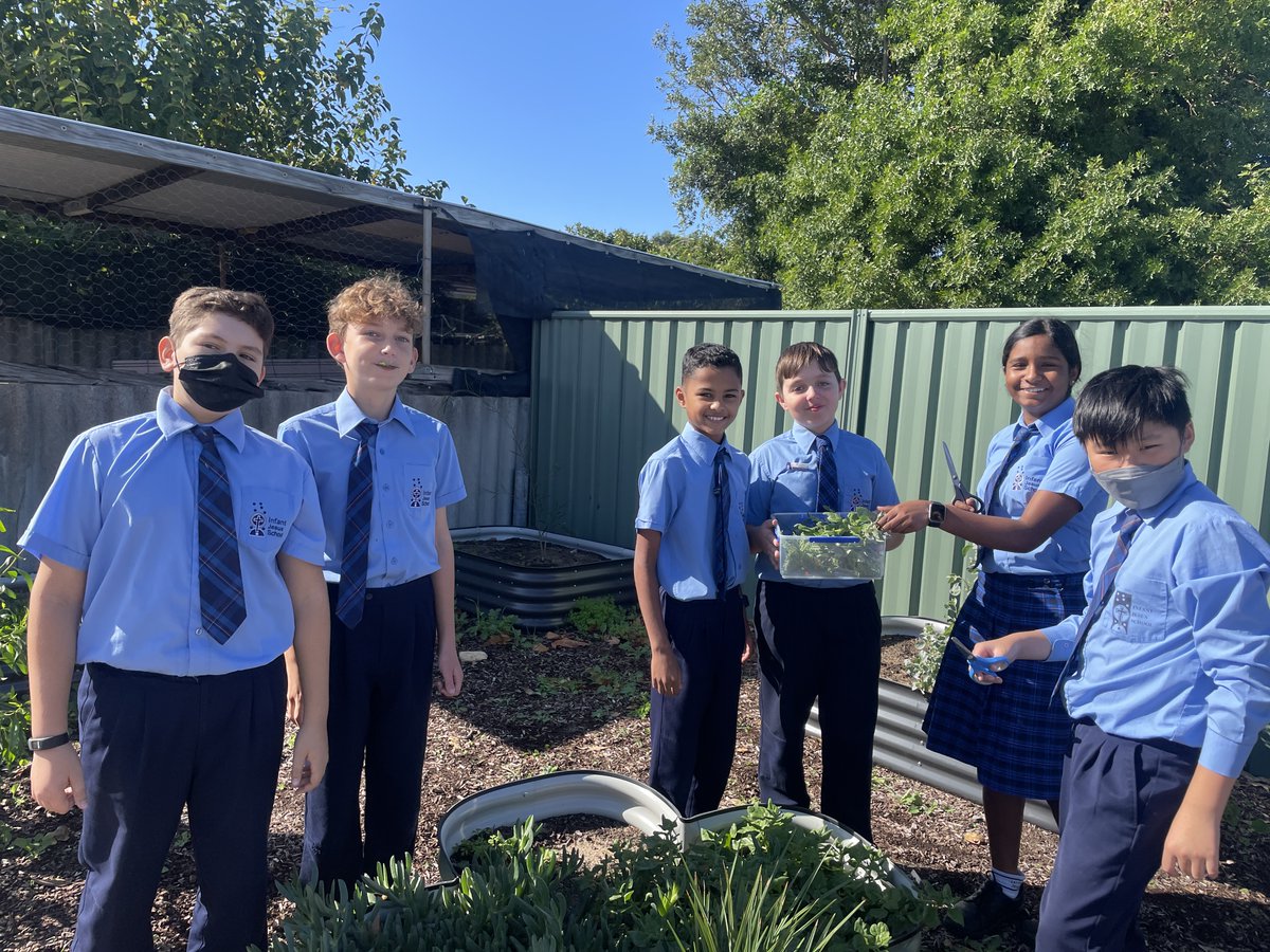 InfantJesus54's tweet photo. With the cooler weather of Makuru arriving, our Year Six students visited the bush garden to harvest some of the herbs and berries. They used these berries and herbs to make bush tucker scones. #ExpectGreatThings #ConnectionToCountry #ConnectedLearners https://t.co/TtAVnTMZ15