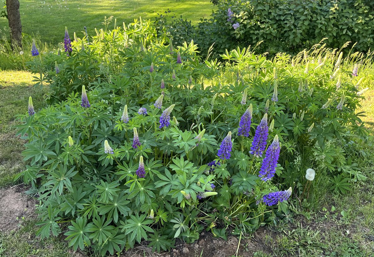 Leo 🦜🇨🇦❤️🐈‍⬛🌸 tweet media