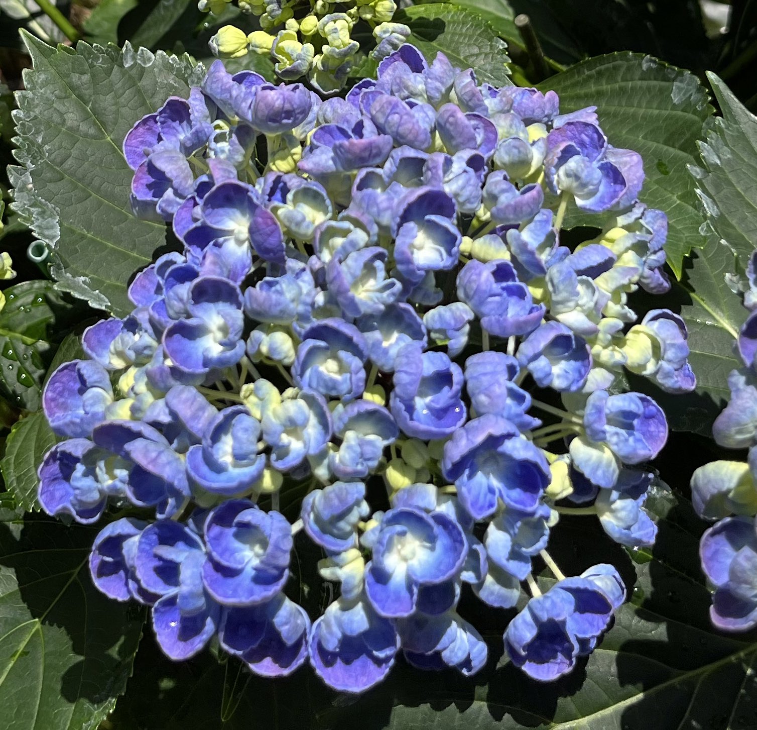 تويتر しゅう Shuu على تويتر 中島川の眼鏡橋付近です 紫陽花には沢山の品種があります 特徴的でそれぞれ綺麗です これは ポップコーンです 周りが丸まっているのが特徴の紫陽花です くるくる可愛いです 長崎 Nagasaki 中島川 眼鏡橋 紫陽花 ポップコーン تويتر しゅう Shuu على تويتر 中島川の眼鏡橋付近です 紫陽花には沢山の品種があります 特徴的でそれぞれ綺麗です これは ポップコーンです 周りが丸まっているのが特徴の紫陽花です くるくる可愛いです 長崎 Nagasaki 中島川 眼鏡橋 紫陽花 ポップコーン