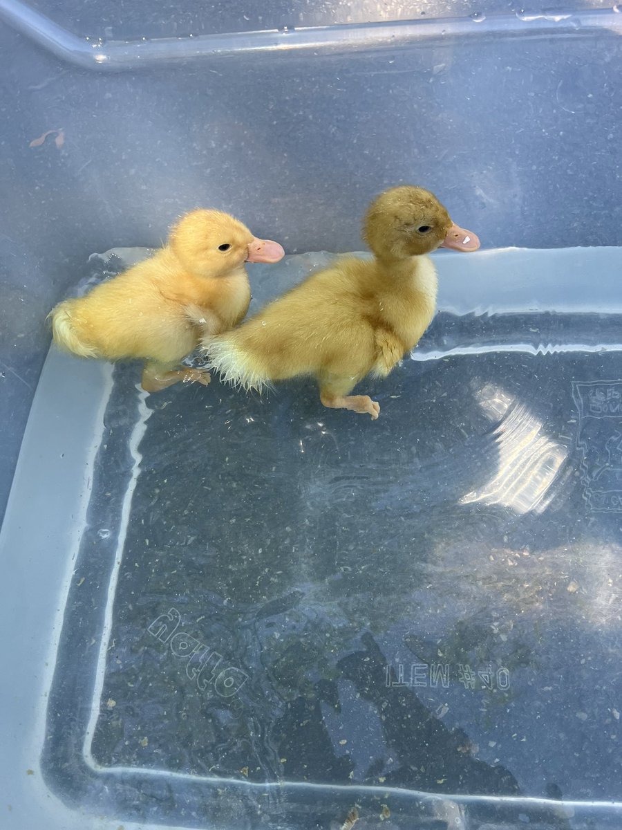 JaimeStrumeier's tweet photo. Perfect day for a swim session! Meet Rex and Little Quack, our new best friends 🐥🐥 @DoctorGemellaro @CollinsElemSch @LivSchools https://t.co/SOc80QFZij