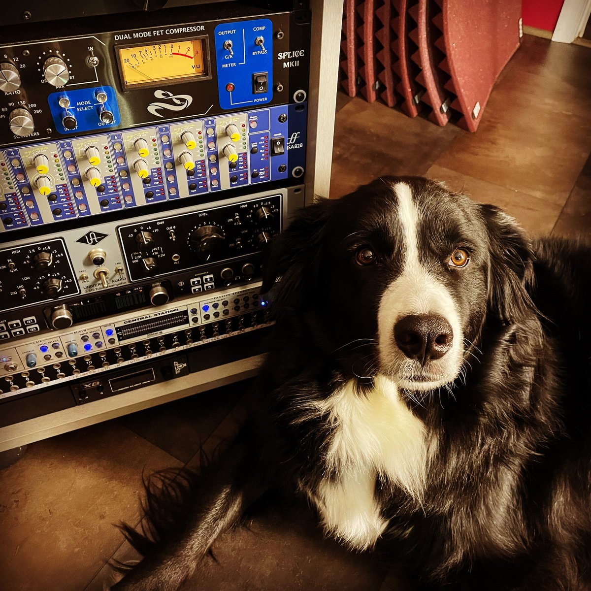 mindthegap's tweet photo. Always ready at a moment’s notice…my tech engineer…Atticus Fetch #AtticusFetch #dogoftheday #mixingengineer #GreatEggMusic https://t.co/UzPEBabg0Q