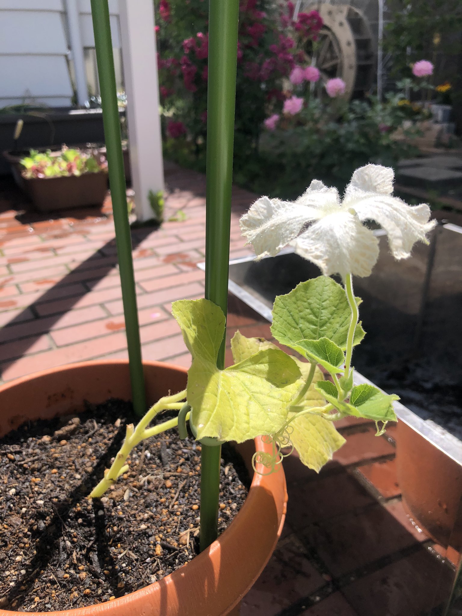 ねこねこねこね ヒョウタンの花が咲いてしまった 雄花雌花があるはずだけど 1つしか咲いてないから 受粉できない これはそのまま放置で良いのか 家庭菜園 家庭菜園初心者 ひょうたん T Co Mh4afjrpkq Twitter