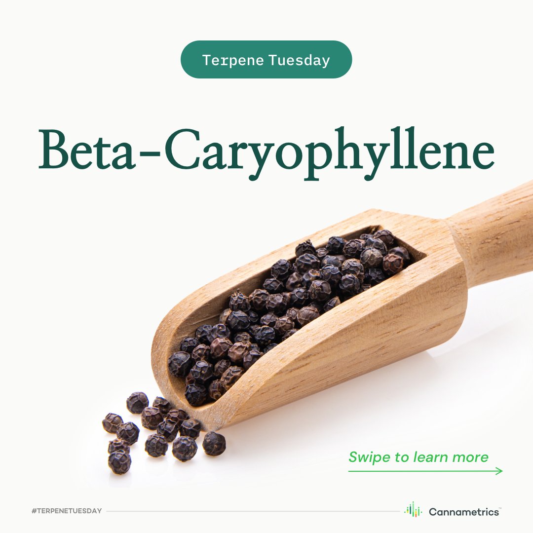 This #TerpeneTuesday is dedicated to Beta-Caryophyllene - a powerhouse of a terpene. This popular primary terpene offers many benefits! Find out more from the link in our bio 🌿

What’s your favourite #terpene?

Learn more: blog.cannametrics.io/cannabis-terpe…