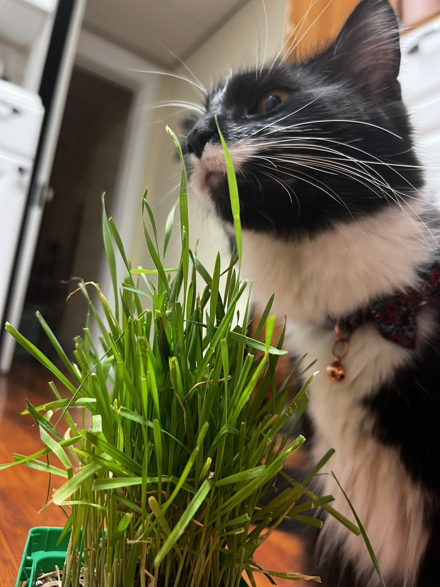 Knigh15Adrianna's tweet photo. morty girl was gifted some catnip grass https://t.co/6VcwIfkJkz