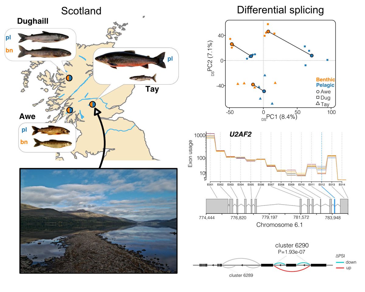 molecology's tweet photo. A huge congratulations to Arne Jacobs  
@fishyomics from the University of Glasgow for winning the 2022 Harry Smith Prize! This prize recognizes the best paper published in Molecular Ecology or Molecular Ecology Resources by an early career scholar. 
https://t.co/Y12X0orJqz https://t.co/3YGSVqxlu1