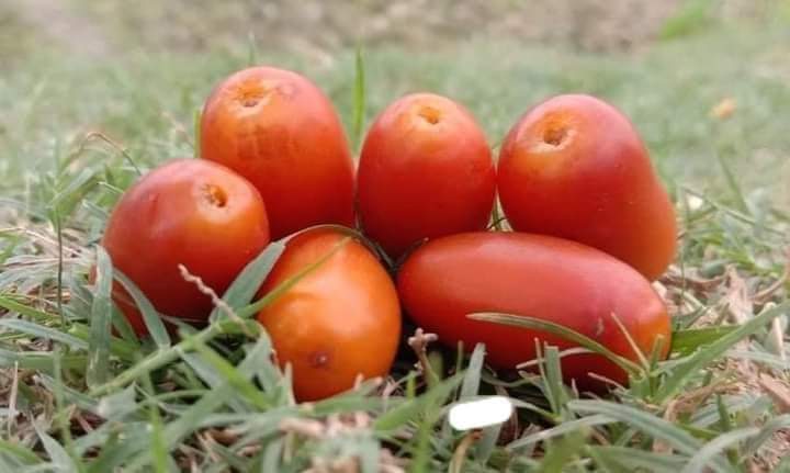 যদি এটা আপনি চিনে থাকেন তবে বুঝবো আপনার শৈশব অনেক সুন্দর ছিলো