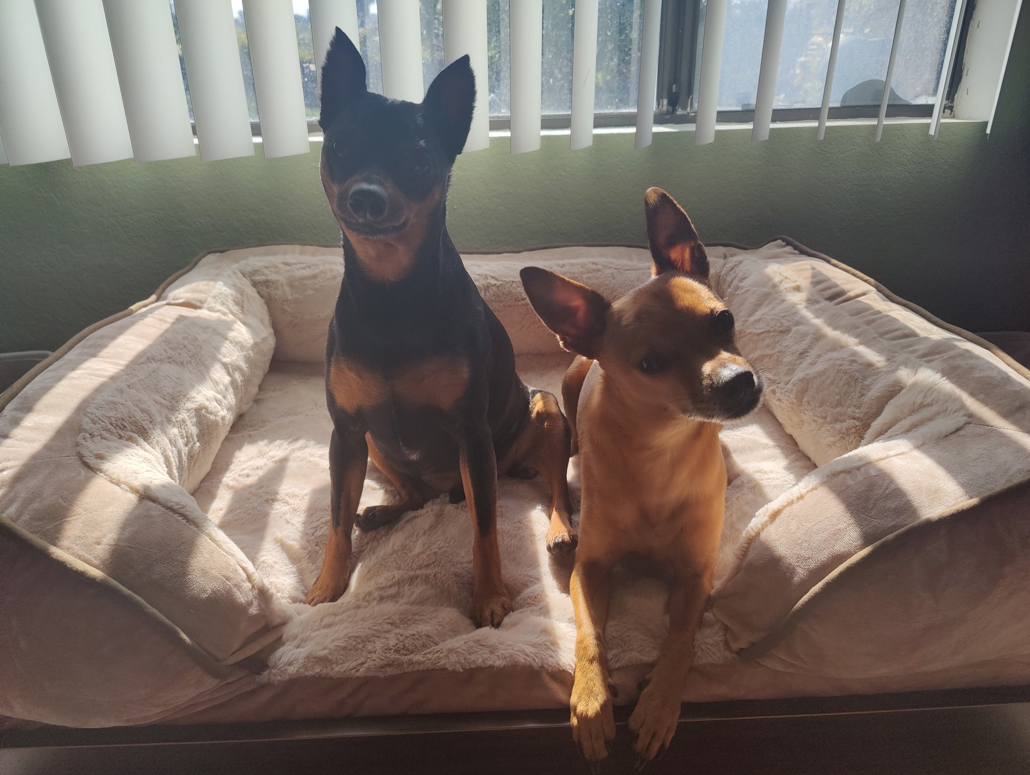 Shokomama11 愛犬たちが可愛くてたまらない いつもありがとうね 愛犬 多頭飼い ミニピン ミニチュアピンシャー 犬のいる暮らし Acencaptainjack Furbabies Minipinlover Lovemyfurbabies 愛 犬の写真 アメリカ在住 T Co