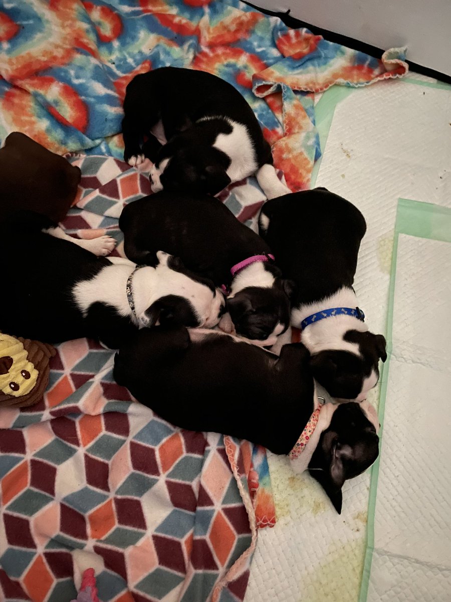 tennbostons's tweet photo. Beautiful Boston Terrier puppies available 2 girls and 1 boy left. CKC registered and JHC CLEARED thur parents. Health guarantee, Whiteville Tn. email if interested ervin0516@gmail.com https://t.co/23Qisnlk79