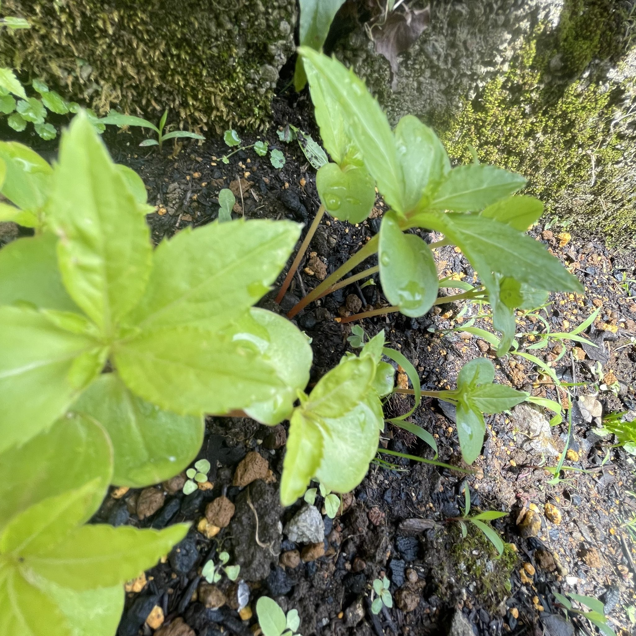 田村芽実 ほうせん花の芽がめきめきと伸びていて私も頑張ってくるねってお水をあげて家をあとにしました 今日も頑張ります T Co Pm1wfbb16e Twitter