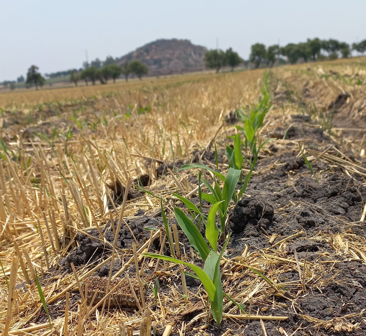 Qué bonito es presenciar cuando los productores establecen el sitema de AC, ellos mismos son testigos de la buena germinación que se tiene y su desarrollo óptimo en estas temperaturas tan elevadas que se han presentado, además de la reducción en sus costos iniciales de producción