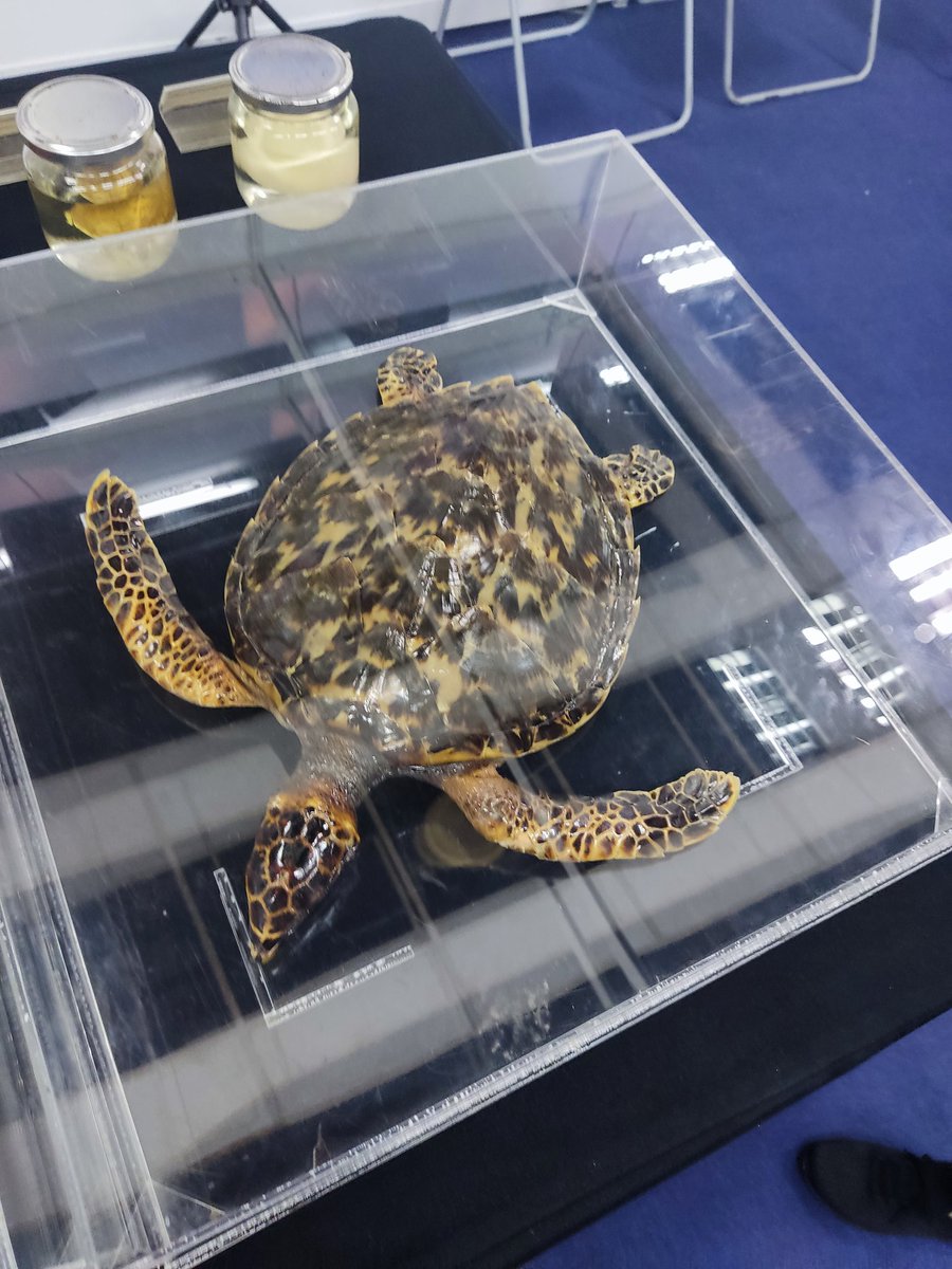 turtlebayyyy's tweet photo. Did you know? 

This is a Hawksbill Turtle. It's existence is crucial in controlling the population of sponges in the sea. Sea sponges are different compared to sea corals. They don't provide oxygen to sea life. https://t.co/Mxz6as1Z0s