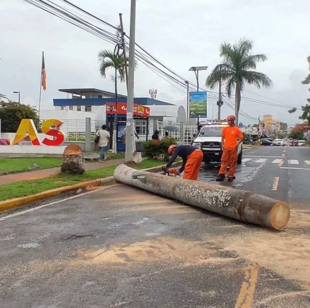 azuerolive1's tweet photo. Reposted from @tablenos07 De manera preventiva coordinamos el corte y remoción de una palma enferma, ubicada en la acera de la vía principal de Las Tablas. Prevenir accidentes es el compromiso de las autoridades.
@sinaproc_panama @atttpanama @municipiodelastablas
#UnidosLoHacemos https://t.co/LNRWyXy5nQ