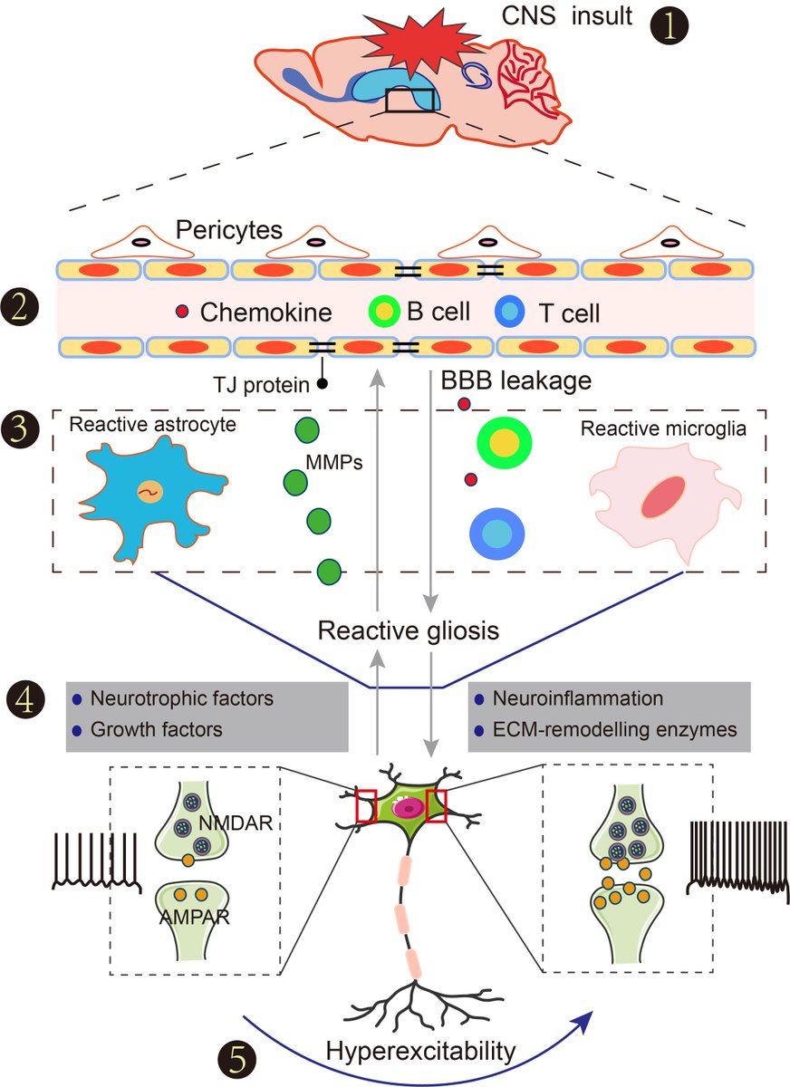 JINeuroscience's tweet photo. @JINeuroscience #2022Issue4 Understanding the Role of Glia-Neuron Communication in the Pathophysiology of Epilepsy: A Review, by Dr. Benhong Zhou et al. @WHUni_Official https://t.co/AWG8kg9T3A
#glia #neuron #interactions #epilepsy #epileptogenesis #pathophysiology #brain https://t.co/ItdaHo9Clc