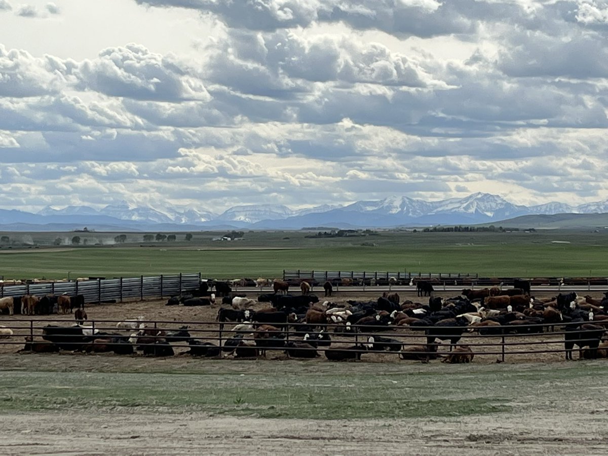 IgnacioAlborno2's tweet photo. Cattle farming in the Calgary area with the Rockies on the background. https://t.co/56KaVBMReJ