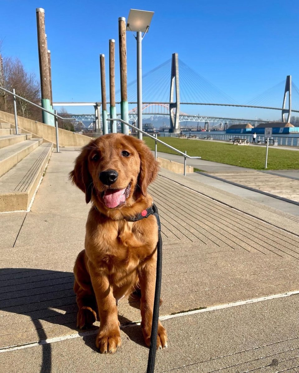 thebrewerydist's tweet photo. Finnigan is walking on sunshine.☀️ #NewWest #DogsofNewWest 

📷 IG: golden.boy.finnigan https://t.co/q5CBxYzstQ