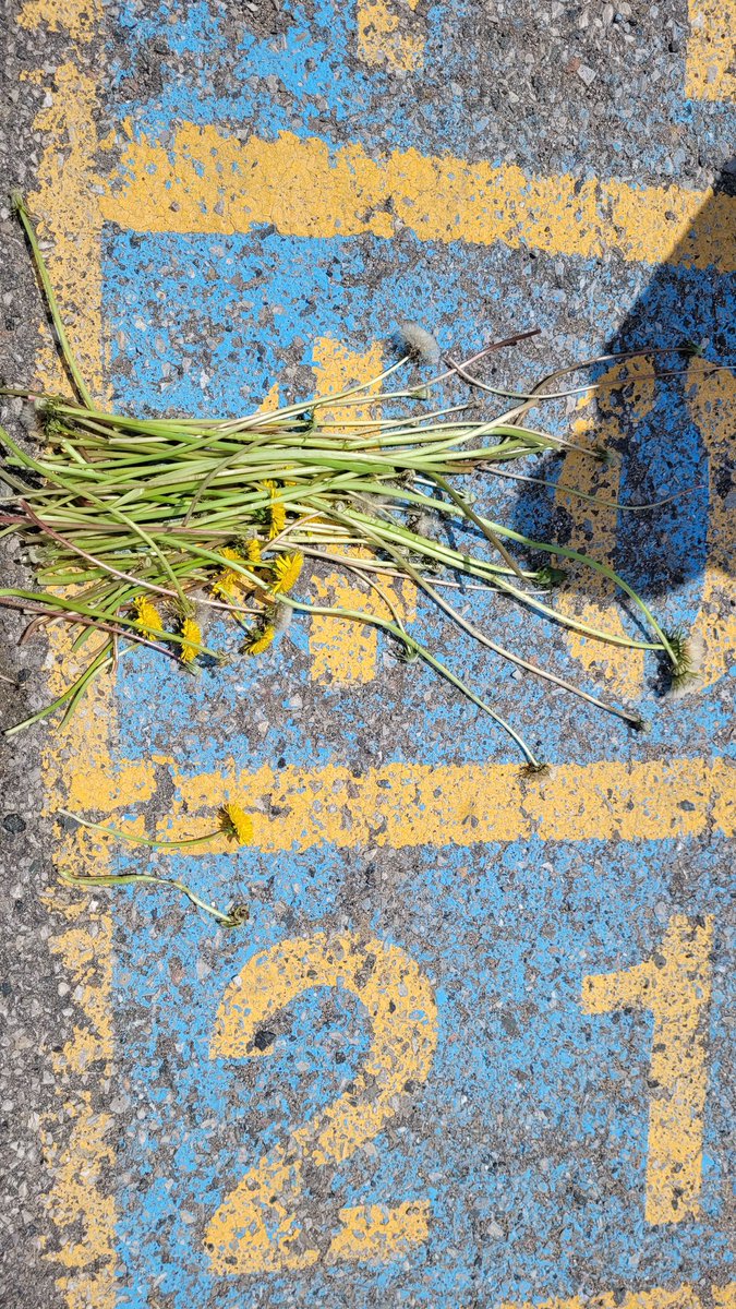 Can you find the longest dandelion in the yard? How will we measure? How can we compare? What strategies can we use? 
Very impressed with our students' thinking and slightly shocked by the size of these dandelions.. <a href="/SEWchargers/">SEWchargers</a> #sccdsb #Kindergarten #outdoored