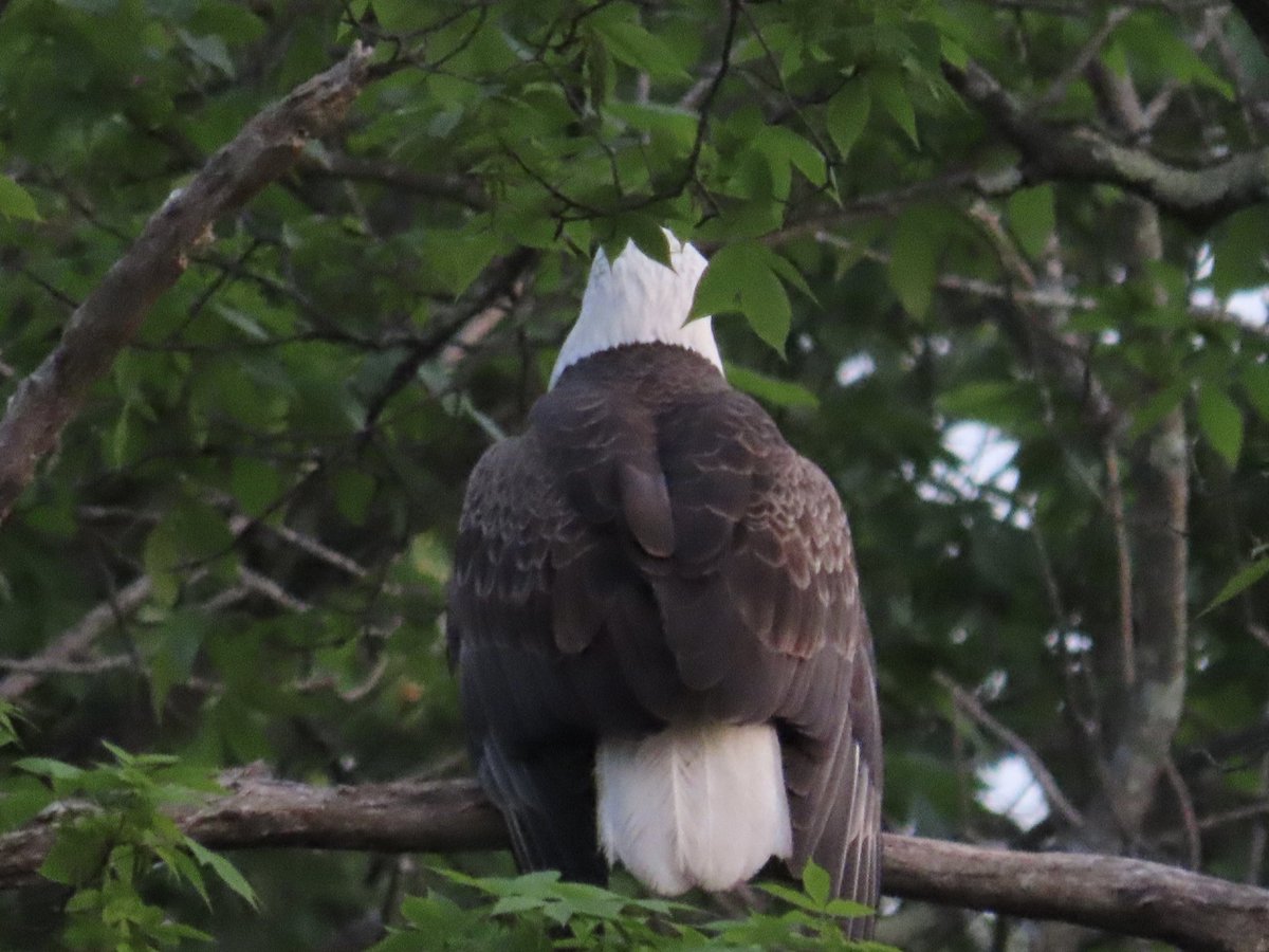 sdoppler2's tweet image. Eagle feathers, and the cold shoulder. 
#MayPatternChallenge