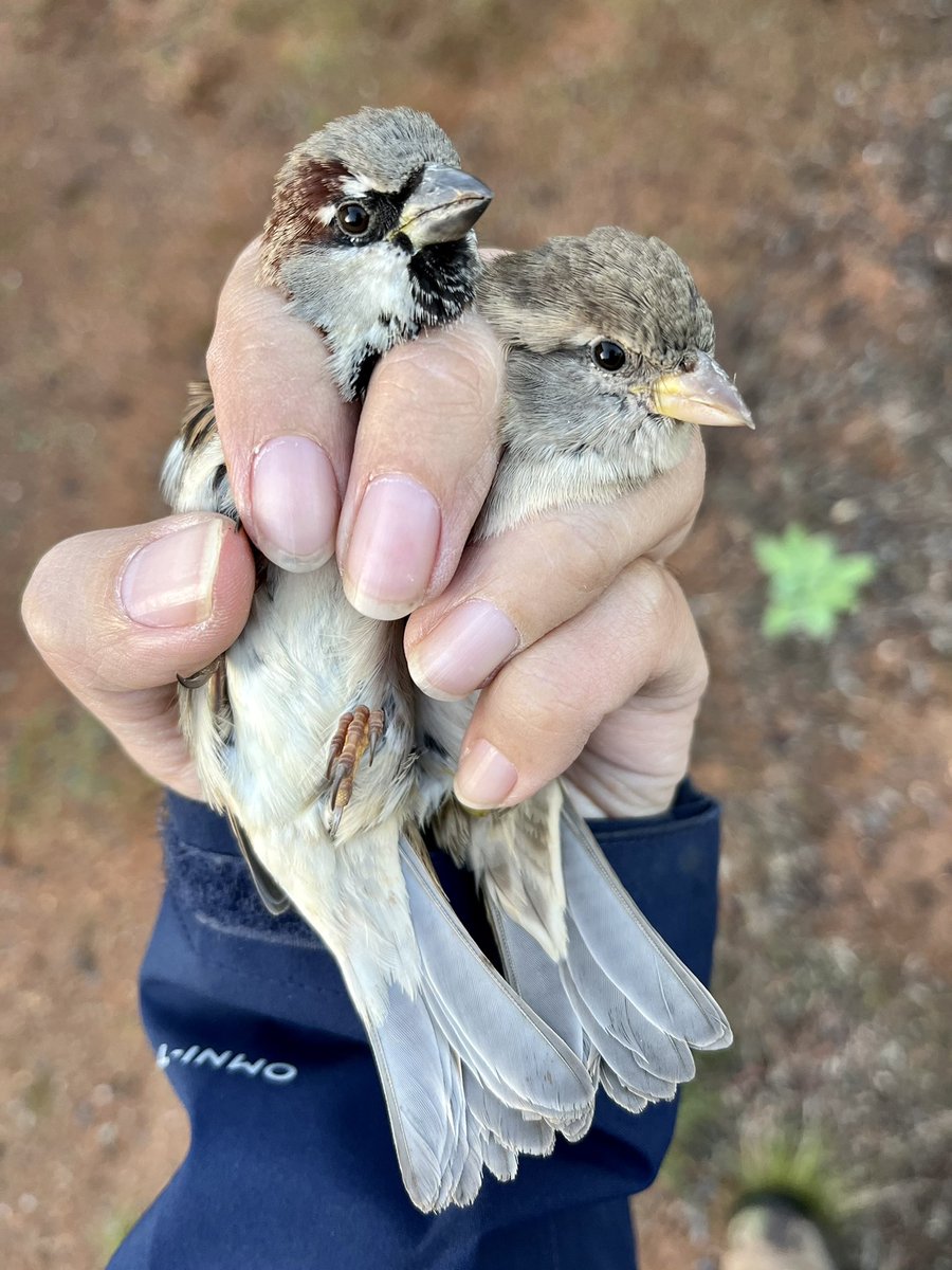 JanetHYChik's tweet photo. Broken Hill fieldwork in full swing! Looking at #behavior and #cognitivefunction in relation to lead exposure 
#FullMetalSparrow https://t.co/cH5Sizt7RE