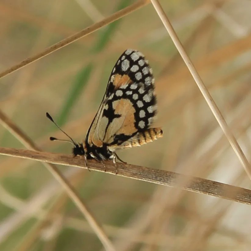 Joseph Izang tweet media