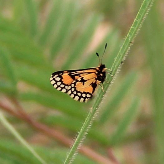 Joseph Izang tweet media