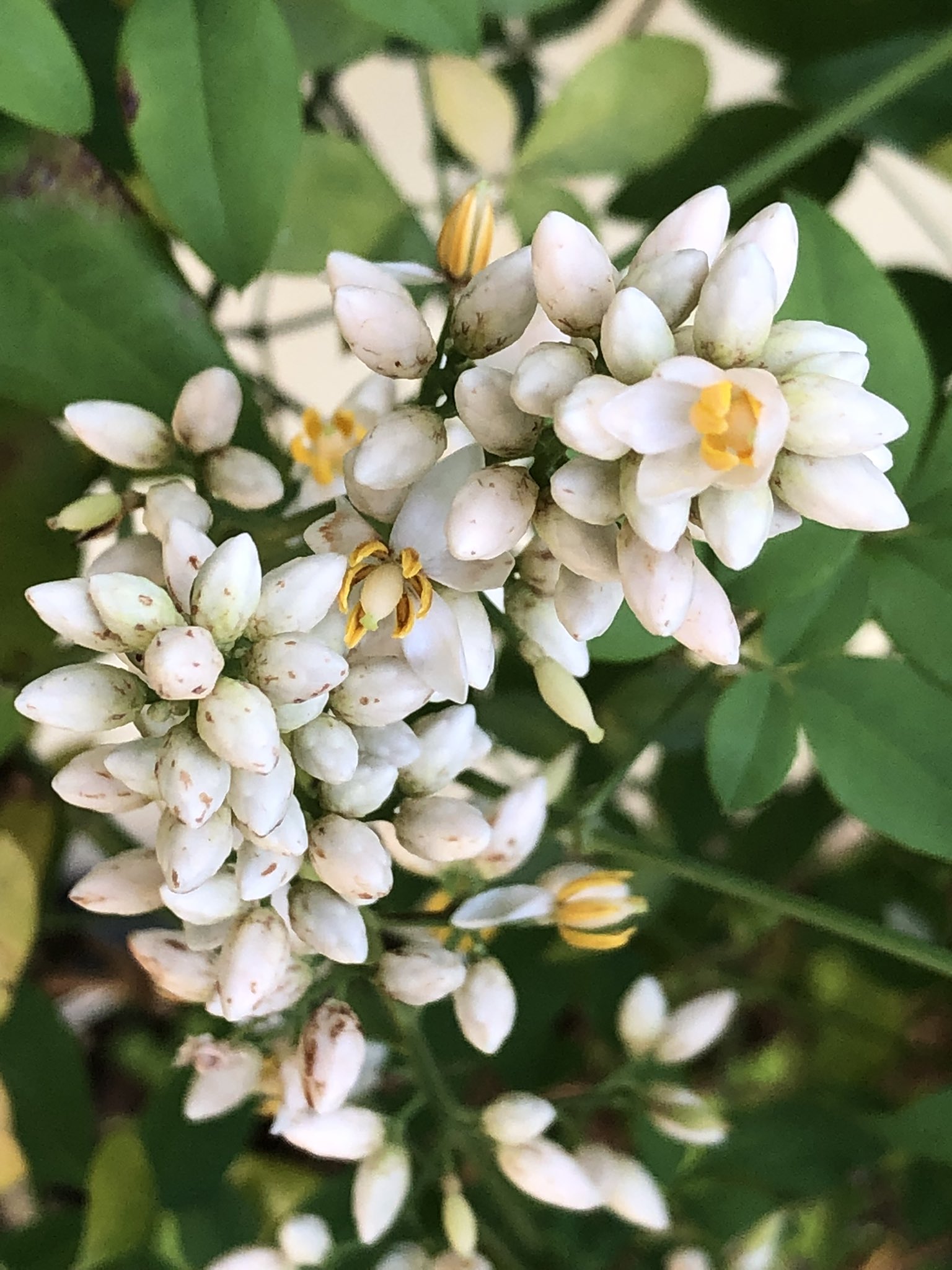 花咲 奏 笑顔の花 咲かそう 驚きと感動リレー0601 南天 衣替え 南天の米粒の様に 小さな白い花 晩秋には真っ赤な実を付け 小鳥達の啄む餌となる 神棚の浄めの塩 暖簾取替え 気分一新 今日から6月 南天の花言葉 私の愛は増すばかり 機知に富む