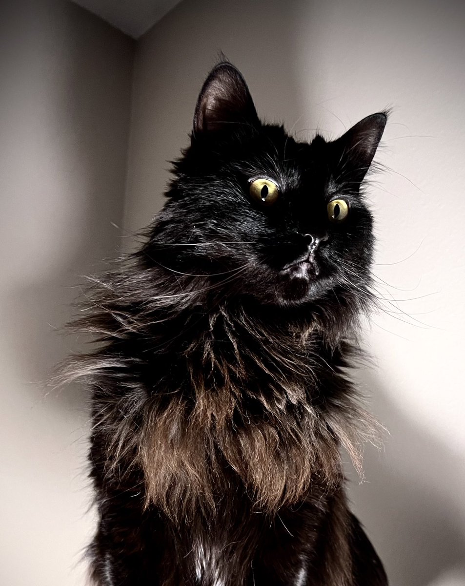 JustASeaRabbit's tweet image. Pathetic