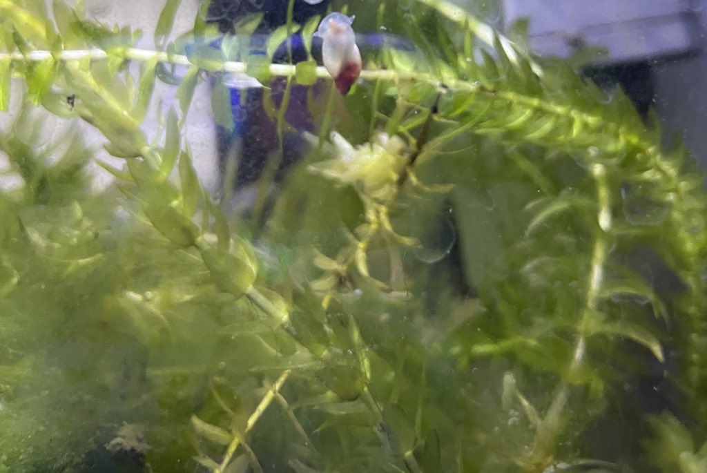 かめつき フン メダカ水槽に生えてくる繊維状の藻は水草を枯らしちゃうしメダカがたまに絡んじゃって衰弱死しちゃう事もあるんだけど 卵を産むには最適で繁殖を目指すならかなり役に立つ ついでに真ん中のハブタエモノアラガイ クリオネみたい 外来種で