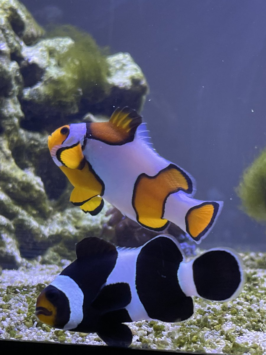 kaitlineakes's tweet photo. Clementine &amp; Onyx 🧡🖤 #clownfish #saltwater #aquarium #fish https://t.co/apcMP1OxIv