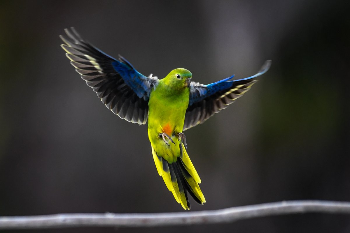 DebbieLustig's tweet photo. Can you help me make a crowdfunding video? I'll pay in TimTams/WagonWheels or my famous Mac'n'Cheese! Dear @JournalismRmit friends &amp; colleagues, it's for a conservation cause. Can you help? @rachjacks0n @loughlinptrck @LuluGraham_  @SheaAyres @JSRMIT @thoughtsofahawk @tweetwhelan https://t.co/hCOfkVVuwP
