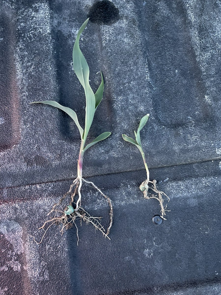 thereaLymanseed's tweet photo. You, verses the guy she told you not to worry about… planted 3 days apart.  1 has @AgSpectrumCo  #maximumfarmingsystem the other, 725 lb/acre Map/Potash/Urea 🤷🏼‍♂️ https://t.co/zHlW3lC010