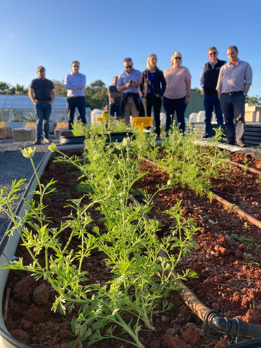 CQUniAg's tweet photo. Thanks for visiting @GRDCNorth - our tropical cropping researchers really enjoyed the sharing some insights from our @CRC_NA  projects into new high value spice crops and value-adding to the industry through dual purpose peanuts. #AgriVentis #BegaPeanuts https://t.co/GsHbEhrCtF