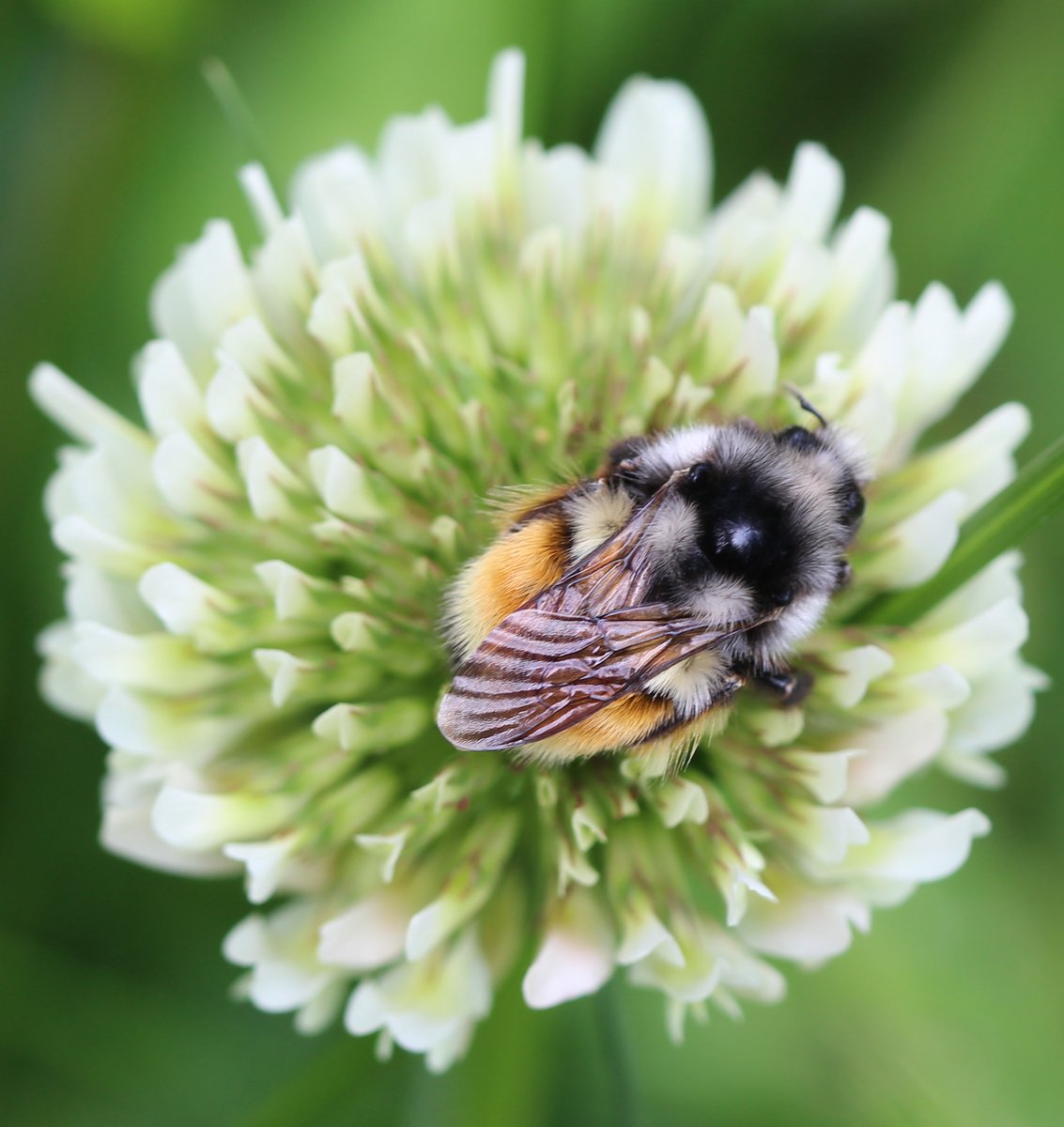 And when you go to Vancouver Island of course you want to see the Vancouver Island bumble bee! #horthhillpark #bcnativebees <a href="/BCNativeBees/">Native Bee Society of BC</a>