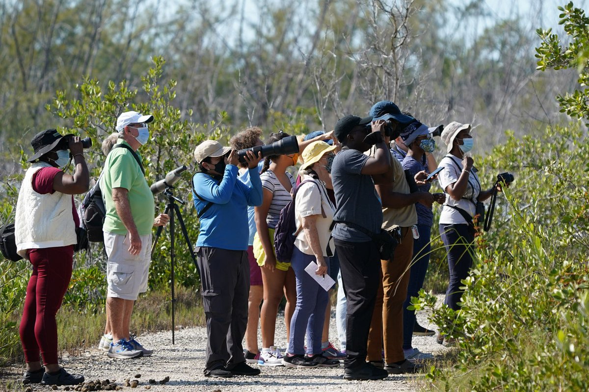 nesophlox's tweet photo. But I'm also thinking about how birds are important ecosystem indicators and how we can use birds for educational purposes, especially when it comes to local capacity building for future monitoring efforts. https://t.co/GbyrtPY7HI