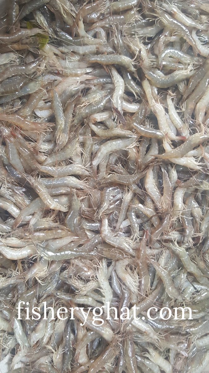 fisheryghat's tweet photo. চক‌রিয়া প্রজেক্ট এর লইল্যা ইচা/হ‌রিণা চিং‌ড়ি; 
#organic #freshfish #seafish #safefish #localfish #projectfish https://t.co/eV9gc0RkSU