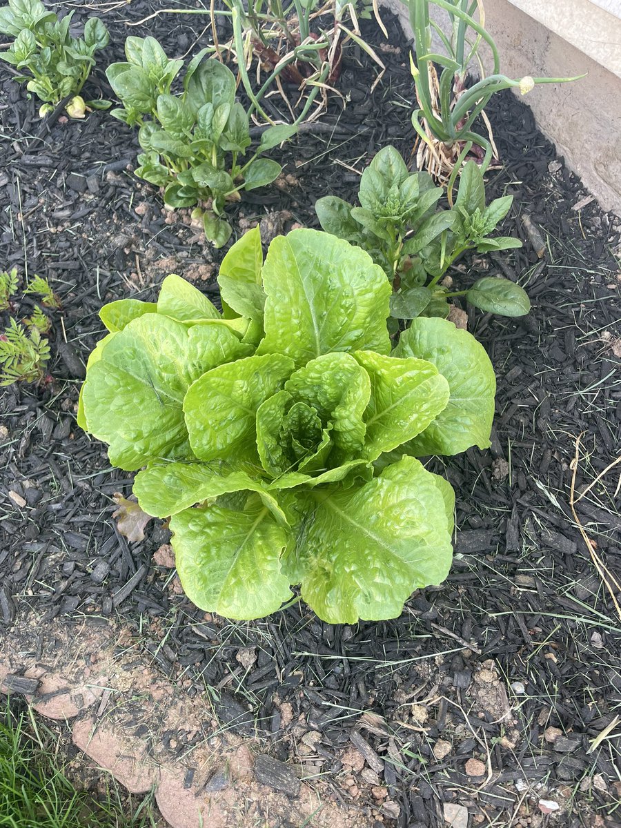 russndtrus's tweet photo. @shyrohealth My garden provides https://t.co/7ULgdhb1VZ