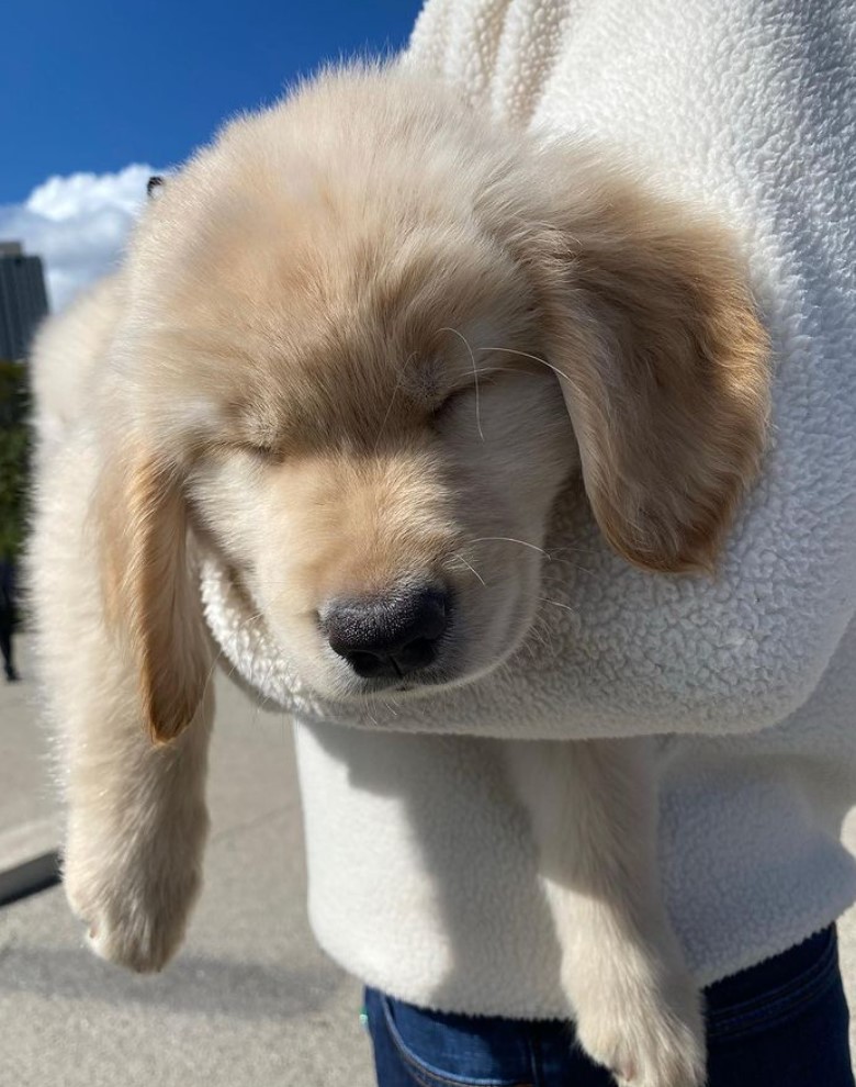 Good Morning from the Golden Retriever Channel.  Out for walkies with her human, this kid ran out of gas. Short legs need lots of fuel. Empty tank=naptime.  Puppack  4 mobile recharge. (And, yr legs WILL grown fast)

#Puppyproblems #cutenessOVERLOAD  #Dogs
(Maggieandherdads IG)