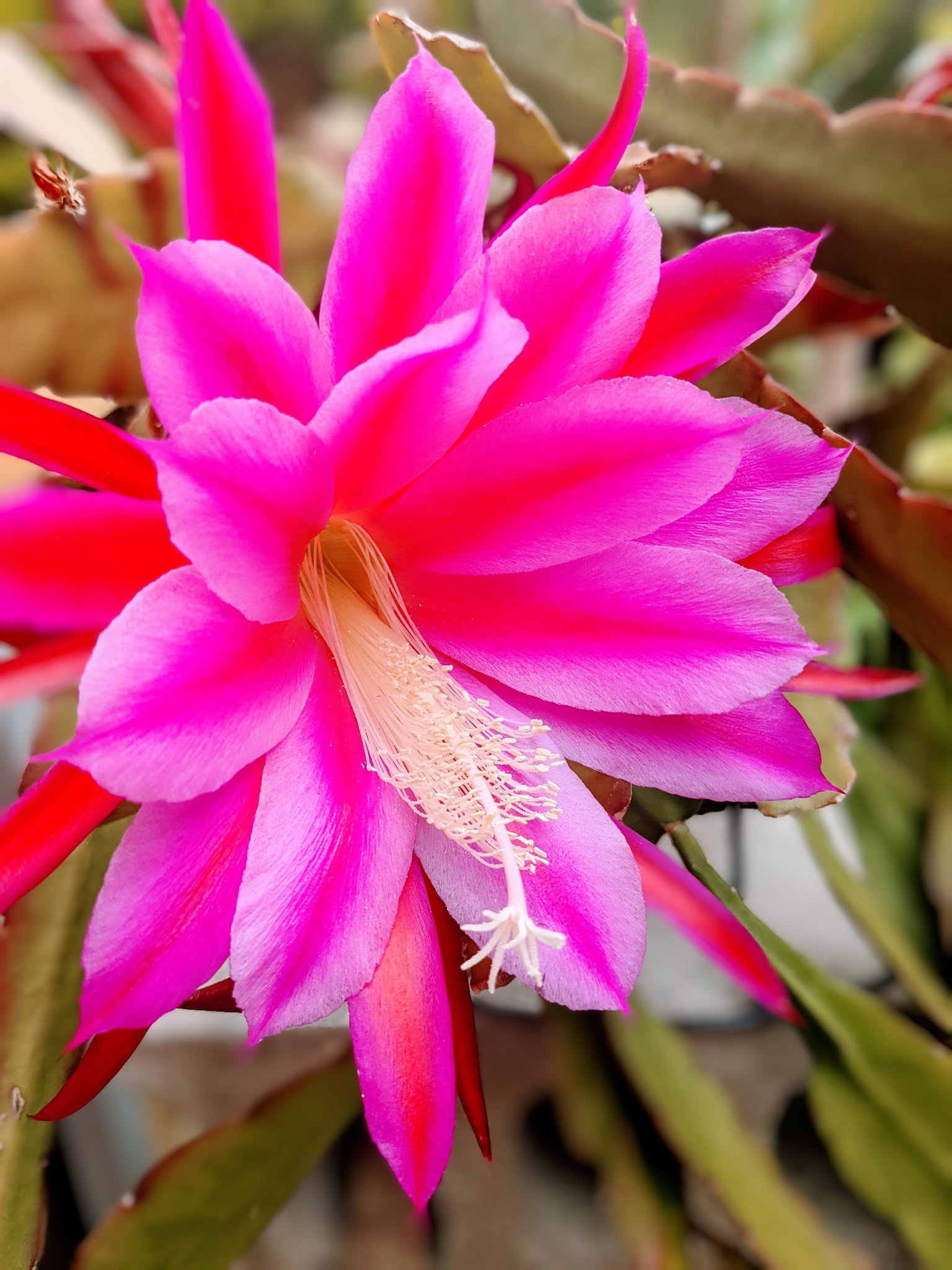 雛 クジャクサボテン 花言葉 あでやかな美人 幸せをつかむ 今日 咲きました 幸せをつかみたいです 華道先生宅から T Co Ezhs5puejr Twitter