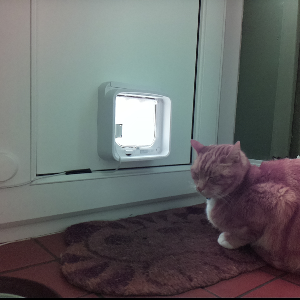 catsinaflap's tweet photo. which one of the fluffy dictators is it? the most moronic and most good-for-nothing moggy, so filthy is your matted coat. No wall-mounted fixture could possibly be more cursed than me. https://t.co/mzH2cKfeaM