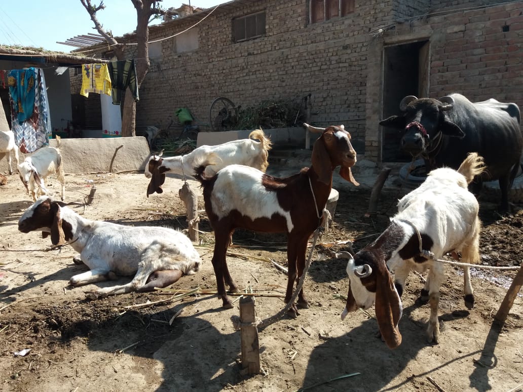“On world milk day who’s looking after the safety and nutrition for smallholder women and children drinking milk from their own goats and sheep?”