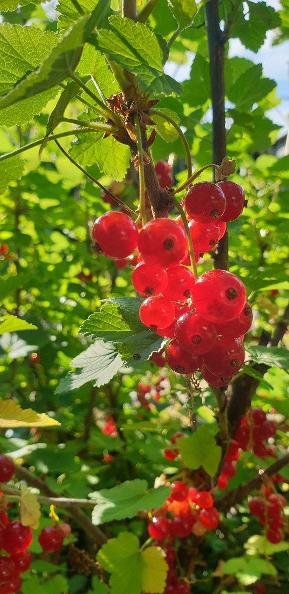 Nicolas Demassieux tweet media