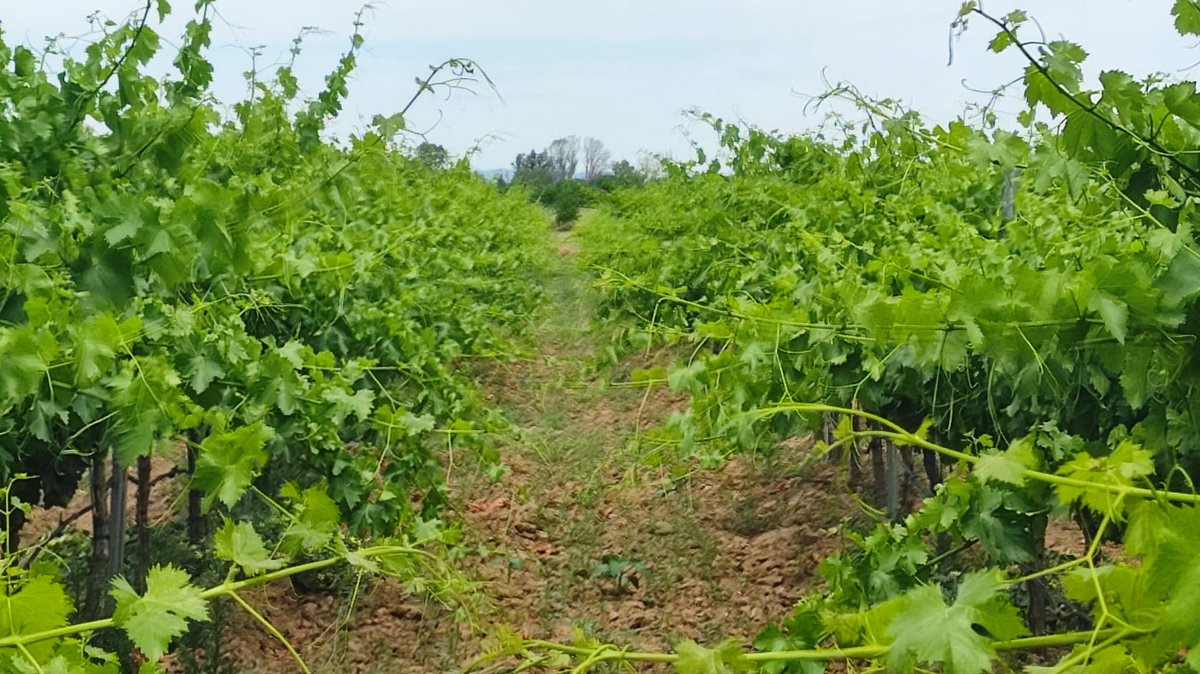 Davidelavid's tweet photo. En @CICYTEX @irrivitis, sabemos que guiar la vegetación verticalmente en la espaldera, solo tiene ventajas. Facilita el manejo🚜, disminuye el consumo de agua💦, favorece la exposición de los racimos🍇☀️.... y ya estamos en tamaño guisante, esto si es correr🚀!!!!! https://t.co/nbBs38UIn2