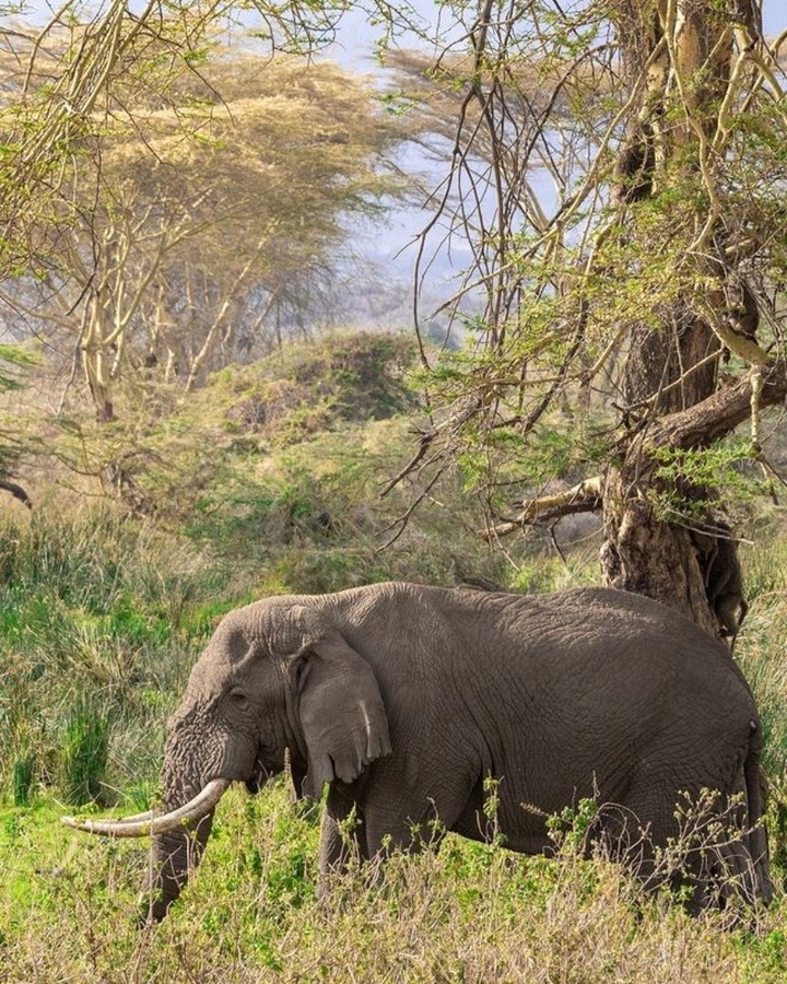 AardowolfA's tweet photo. Maasai Mara, Kenya - this remarkable new lodge overlooking the Mara Triangle. Inspired by the Swahili word for ‘suspended in mid-air, Angama Mara seems to float way up above the Maasai Mara
#kenyasafari⁠ #travelkenya #masaimara #africageo #safariinfinity #Aardwolfafricasafaris https://t.co/zdbvQn7Xe9