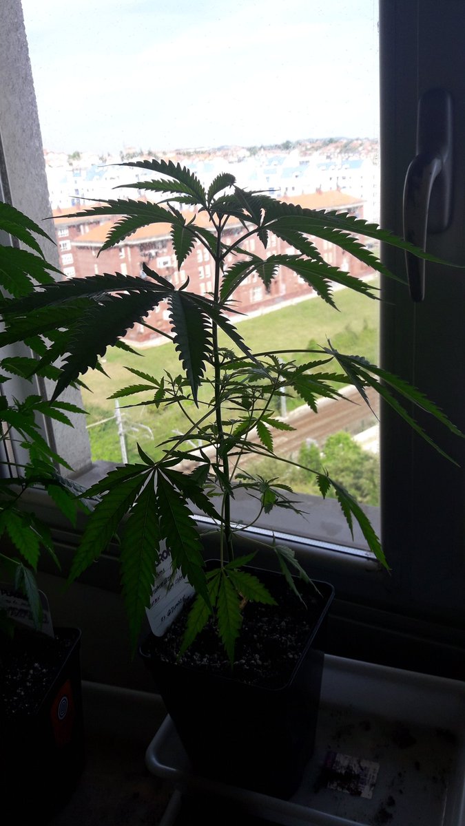 AdrycManellson's tweet photo. @PhiloSeeds @Sophie_MJ @ProXL_Spain @DPlantasur @HappySeedsGirl @Apez140 @HempCropEs @GreenbudSeeds @alchimiaGrow @Grow_Alchimia @RaulSantos1981 @ThePureFactory_ @rioja_isaac @DrCogollo Bello Día Mejor #Community de esta Verde Mar, y a Tod@s #PhiloTeam.
Pues anda que no las queda, estamos en Junio y Ellas #OutDoor. Otra cosa será con #LemonOgCand y #ZkitlledXBadazzOG #Indoor bajo #ThePureLed480Pro @thepurefactory by @DPlantasur.
Abrazos y Besos a repartir.🧚♂️😎 https://t.co/klMhQ84vug