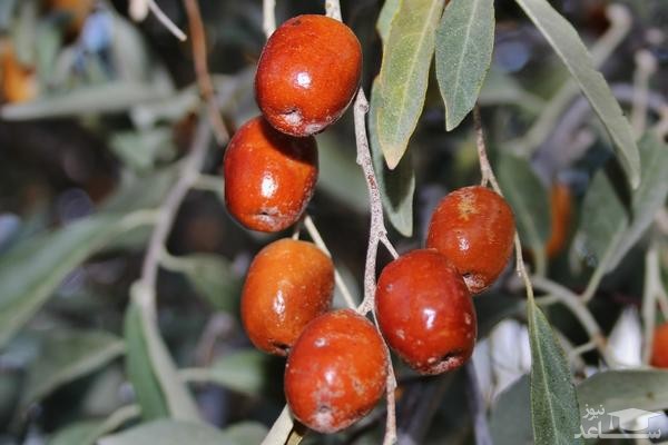 ali10pl's tweet image. 🌷Therapeutic properties of #snjad
🔹1-Treatment of osteoporosis and osteoporosis
🔸2- Cold
🔹3-Kidney stones
🔸4-Treatment of frequent urination
🔹5-Antibacterial properties
🔸6-Anti-tumor
🔹7-Fatty liver
🔸8-Wound healing
🔹9-Muscle relaxation
#traditional_medicine