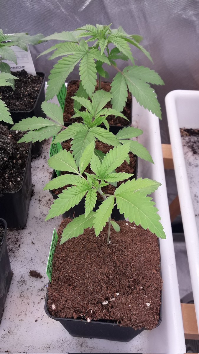 AdrycManellson's tweet photo. @PhiloSeeds @Sophie_MJ @ProXL_Spain @DPlantasur @HappySeedsGirl @Apez140 @HempCropEs @GreenbudSeeds @alchimiaGrow @Grow_Alchimia @RaulSantos1981 @ThePureFactory_ @rioja_isaac @DrCogollo Bello Día Mejor #Community de esta Verde Mar, y a Tod@s #PhiloTeam.
Pues anda que no las queda, estamos en Junio y Ellas #OutDoor. Otra cosa será con #LemonOgCand y #ZkitlledXBadazzOG #Indoor bajo #ThePureLed480Pro @thepurefactory by @DPlantasur.
Abrazos y Besos a repartir.🧚♂️😎 https://t.co/klMhQ84vug