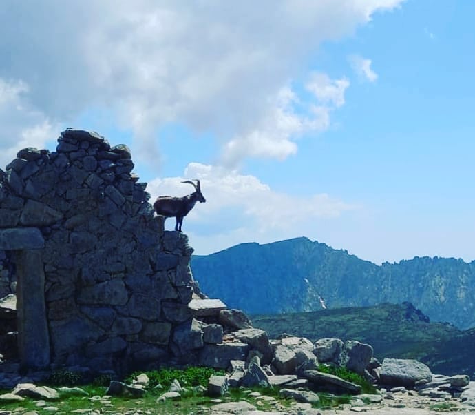 Un macho  cabrío en el Refugio  del Rey.(Gredos)